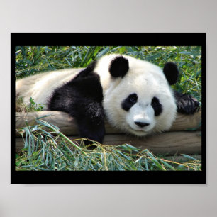 Póster Poster del oso panda