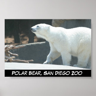 Póster Poster del oso polar