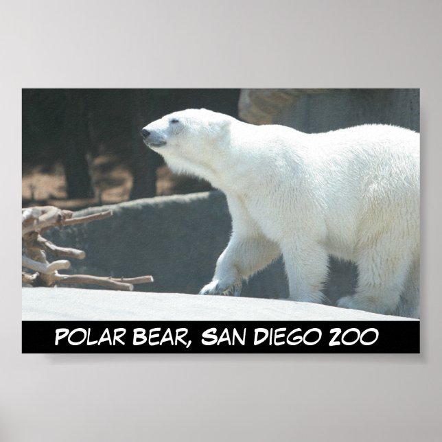 Póster Poster del oso polar (Frente)