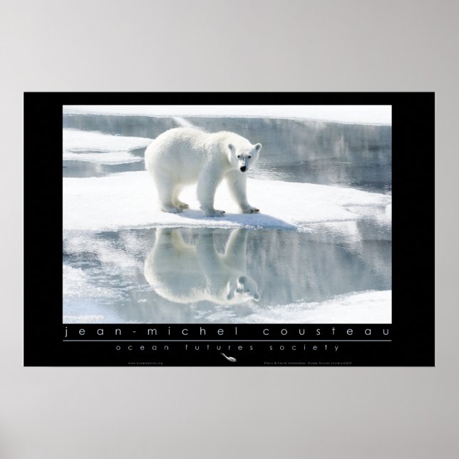 Póster Poster del oso polar (Frente)