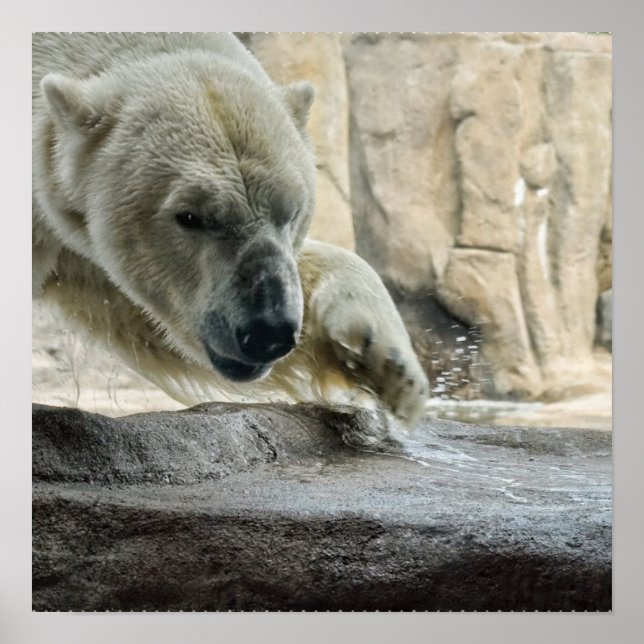 Póster Poster del oso polar lúdico (Frente)