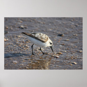 Póster Poster del pájaro de orilla