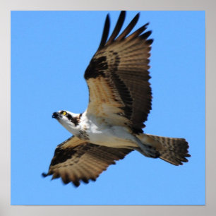 Póster Poster del pájaro de Osprey