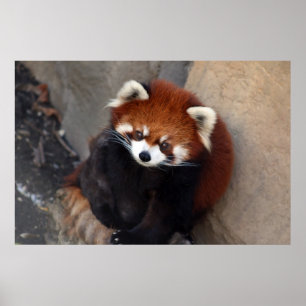 Póster Poster del Panda Rojo