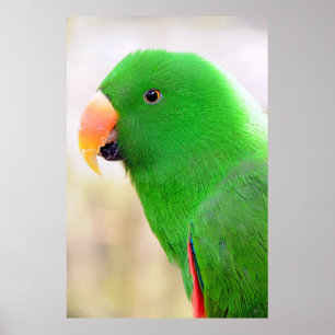 Póster Poster del Parque Verde de México