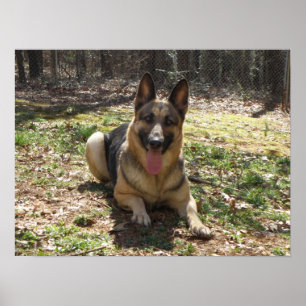 Póster Poster del pastor alemán