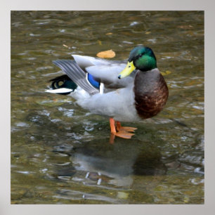 Póster Poster del pato mallard Clear Creek