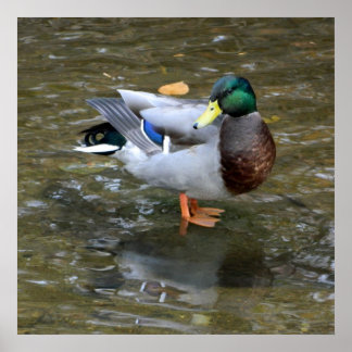 Póster Poster del pato mallard Clear Creek