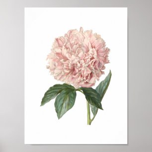 Póster Poster del Peony