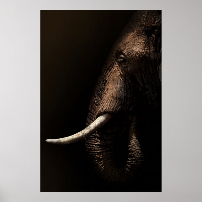 Póster Poster del perfil del elefante (Frente)