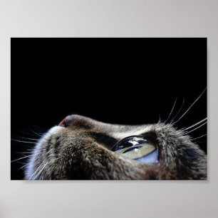 Póster Poster del perfil del gato