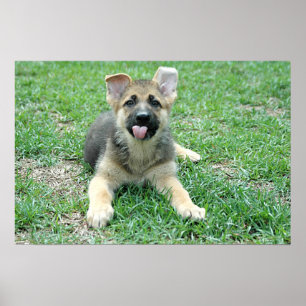 Póster Poster del perrito