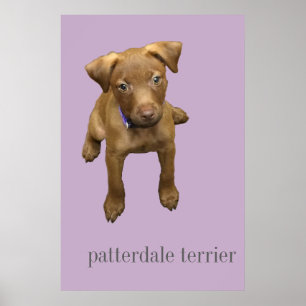 Póster Poster del perrito de Patterdale Terrier