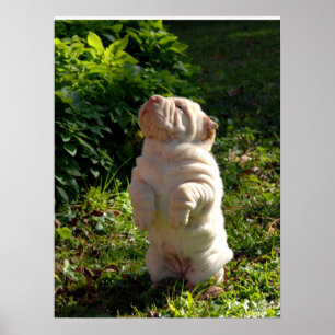 Póster Poster del perrito de Shar-pei del chino
