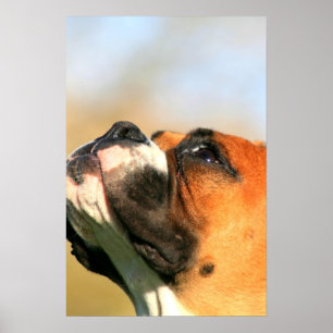 Póster Poster del perrito del boxeador