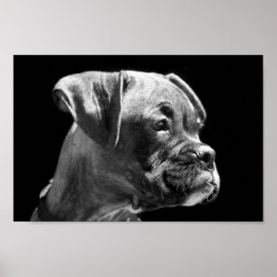Póster Poster del perrito del boxeador