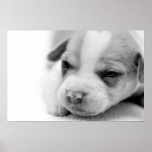 Póster Poster del perrito del hoyo