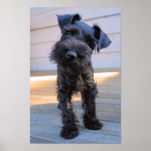 Póster Poster del perrito del Schnauzer miniatura