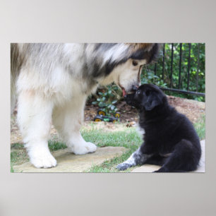 Póster Poster del perro
