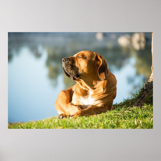 Póster Poster del perro Boerboel (Frente)