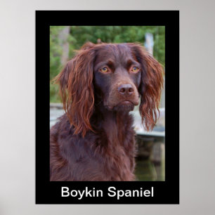 Póster Poster del perro de aguas de Boykin