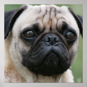 Póster Poster del perro de perrito del barro amasado