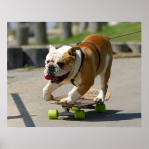 Póster Poster del perro del patinador
