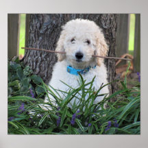 Poster del perro Goldendoodle