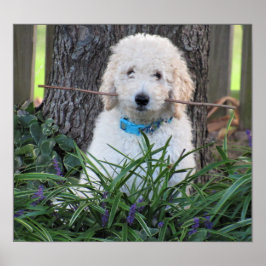 Póster Poster del perro Goldendoodle