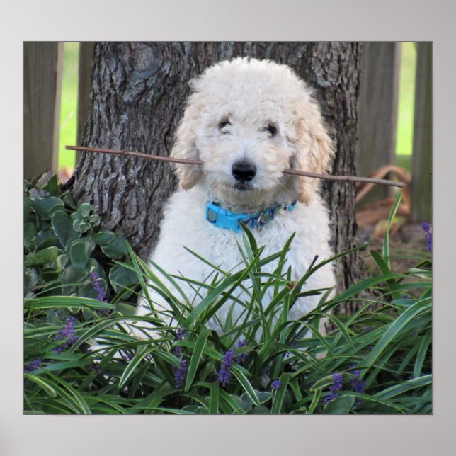 Póster Poster del perro Goldendoodle (Frente)