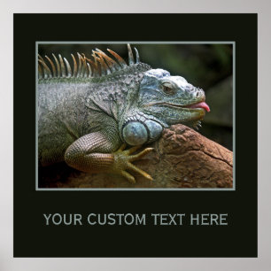 Póster Poster del personalizado de la iguana
