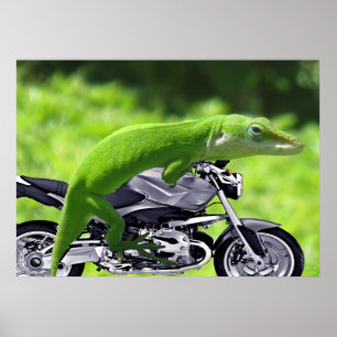 Póster Poster del piloto gecko verde hawaiano