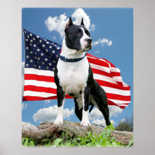 Póster Poster del pitbull (Staffordshire Terrier