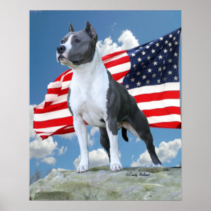 Póster Poster del pitbull (Staffordshire Terrier