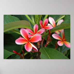 Póster Poster del Plumeria