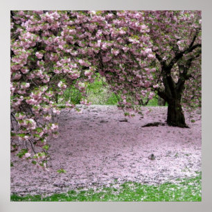 Póster poster del resorte de la flor del cerezo DESDE 8.9