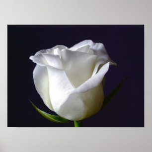 Póster Poster del rosa blanco