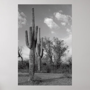 Póster Poster del Saguaro de Arizona