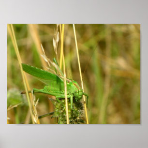 Póster Poster del saltamontes