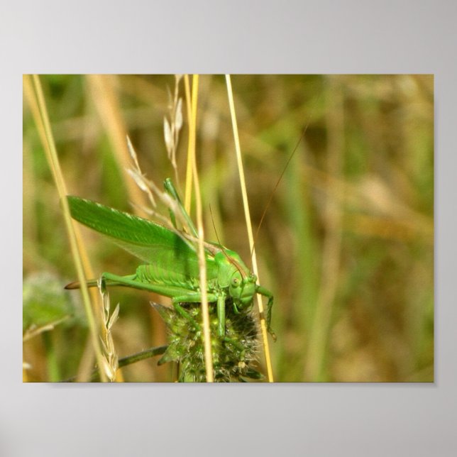 Póster Poster del saltamontes (Frente)