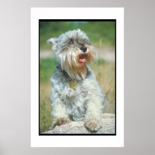 Póster Poster del Schnauzer miniatura
