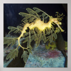 Póster Poster del Seahorse