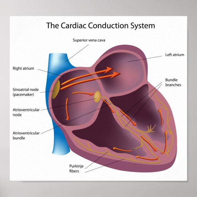 Póster Poster del sistema de conducción cardiaca (Frente)