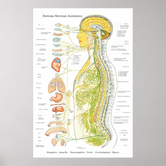 Póster Poster del Sistema Nervioso Autónomo en Medicina E (Frente)