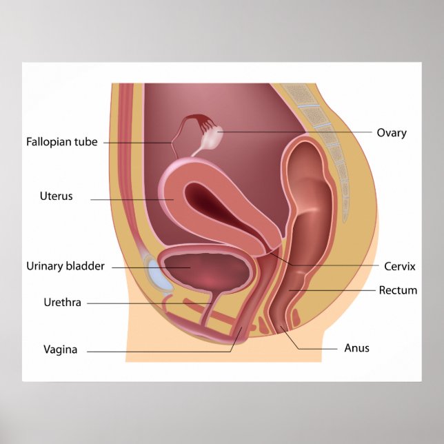 Póster Poster del sistema reproductivo femenino (Frente)