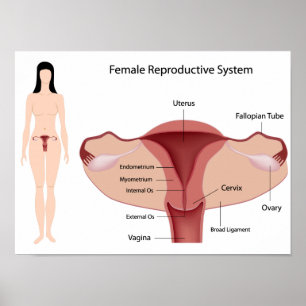 Póster Poster del sistema reproductivo femenino