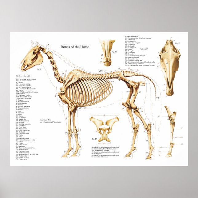 Póster Poster del Skeleton de la anatomía de caballos (Frente)
