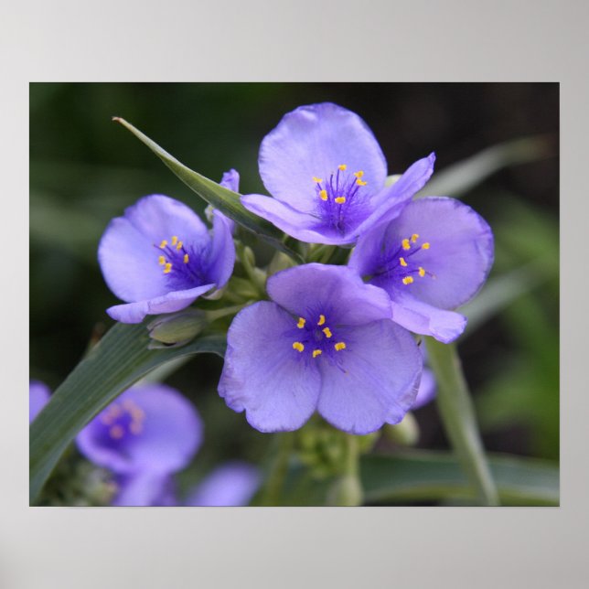 Póster Poster del Spiderwort (Frente)