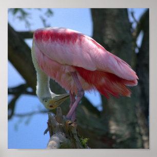 Póster Poster del Spoonbill rosado