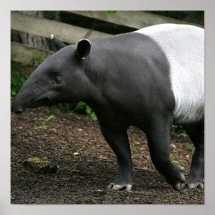 Póster Poster del Tapir malayo